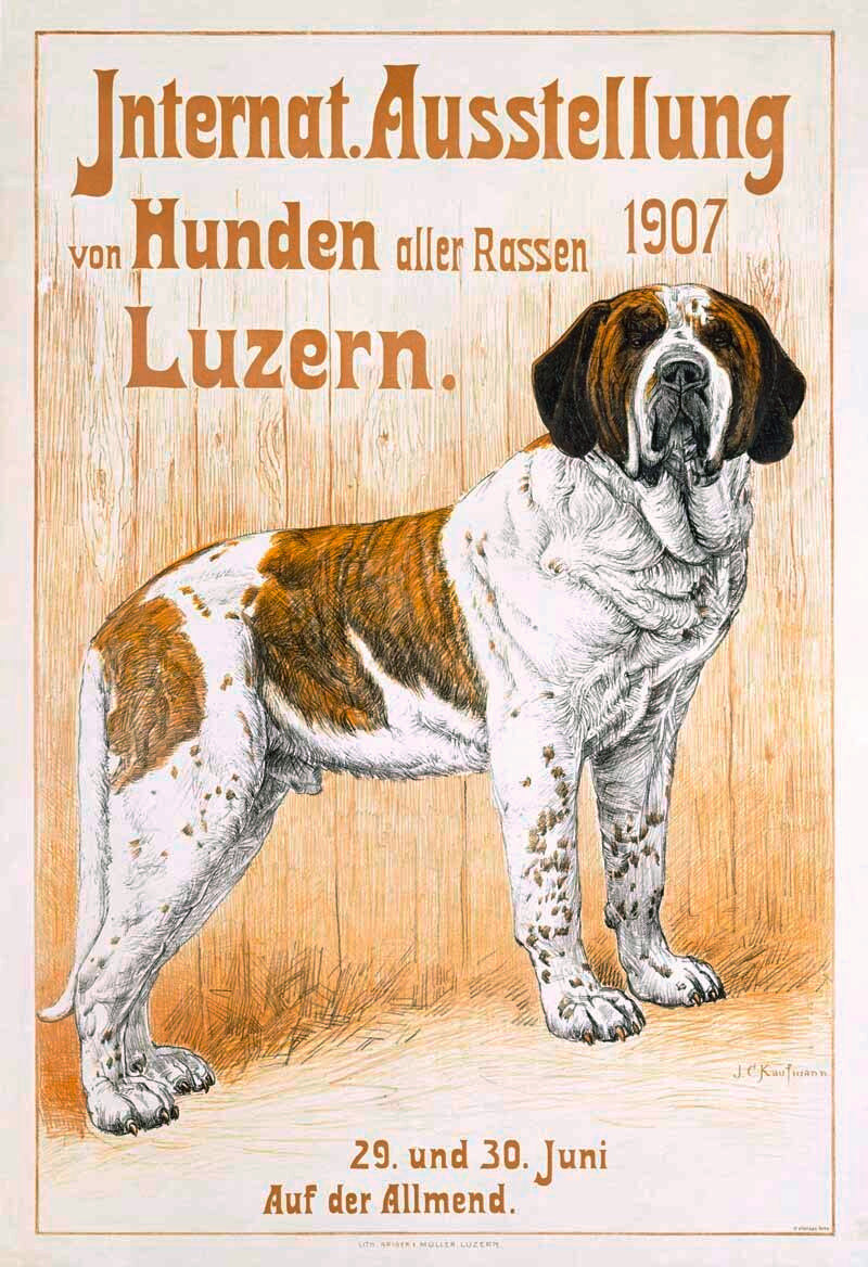 Vintage St Bernard Dog Show Poster 0000-3402