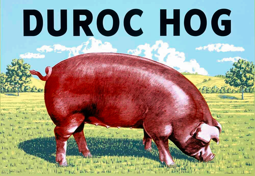 Duroc Hog 0000-4304