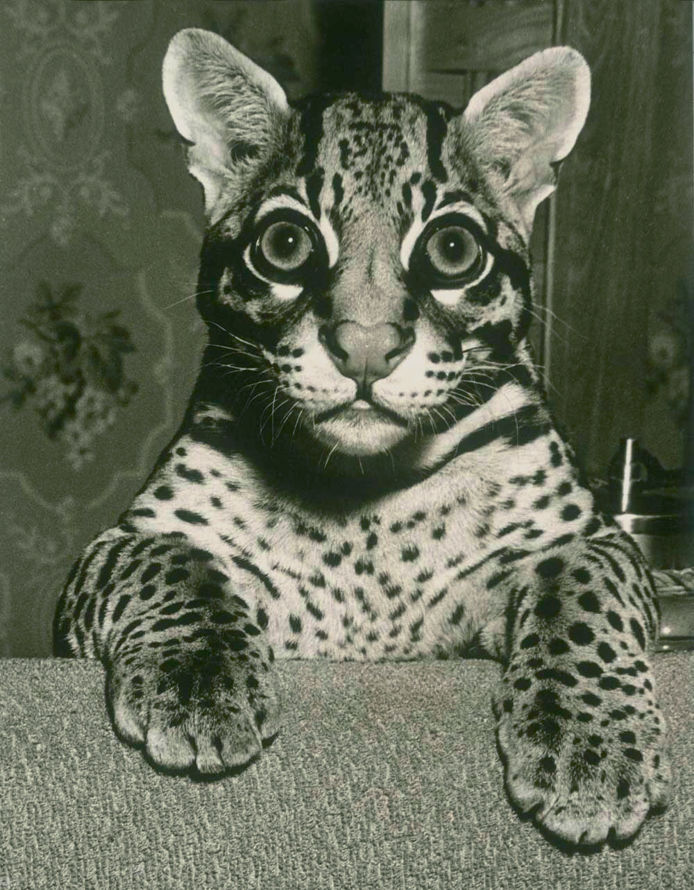 My Mother Was an Ocelot 0000-8864