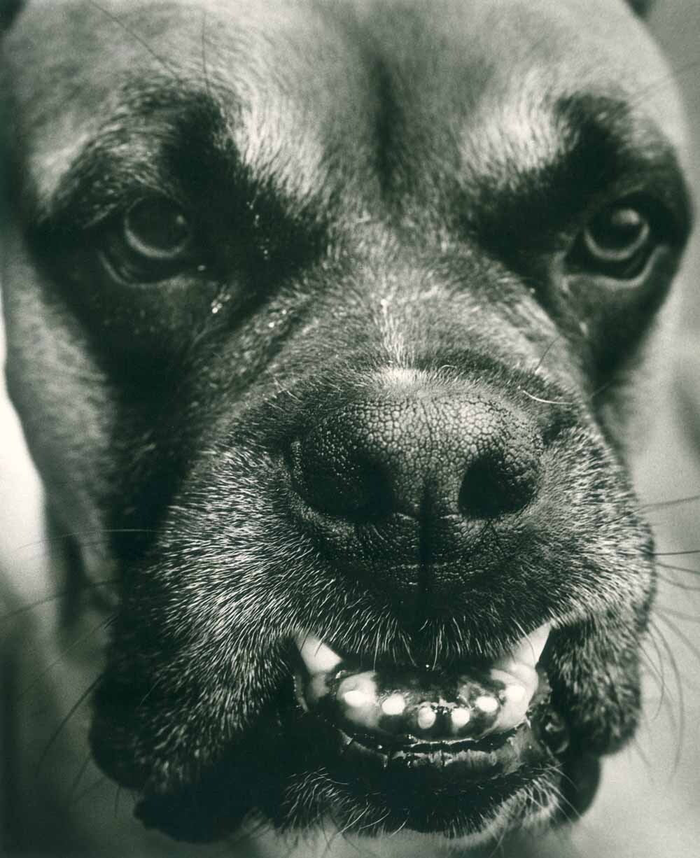 Deviks Dog Poster 0000-8869