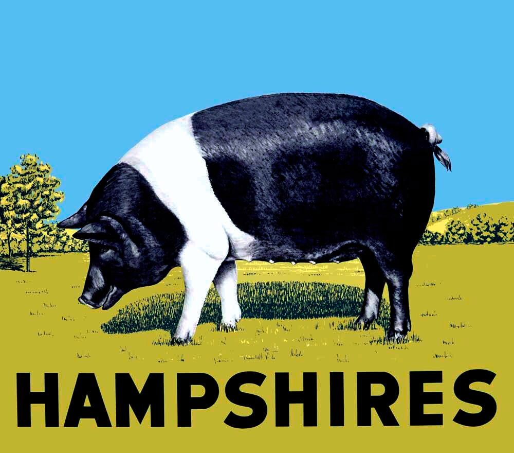 Hampshire Country Swine Pig 0000-1554