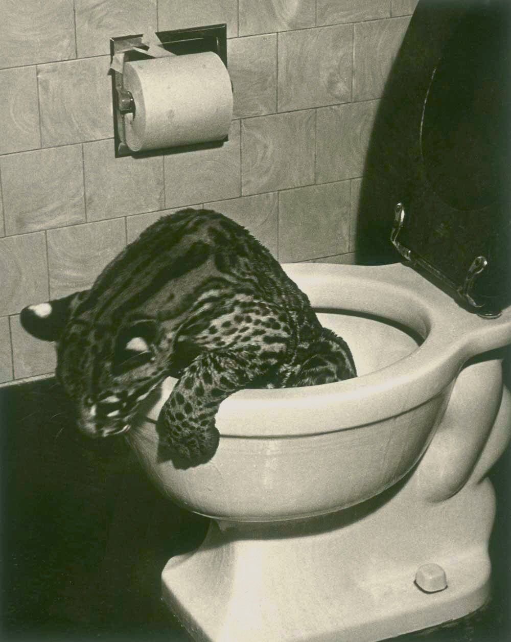 Ocelot in My Toilet 0000-8862