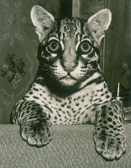 My Mother Was an Ocelot 0000-8864
